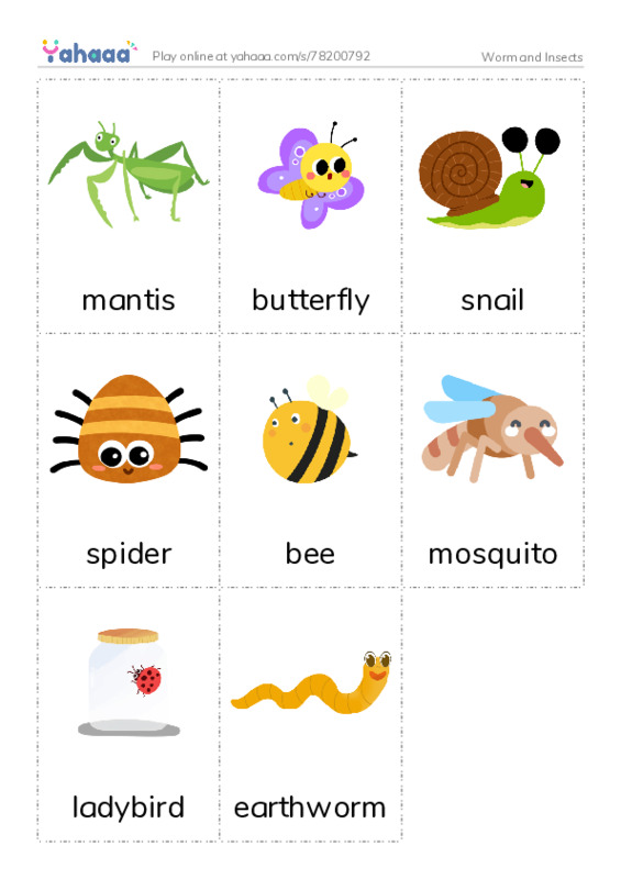 Worm and Insects PDF flaschards with images