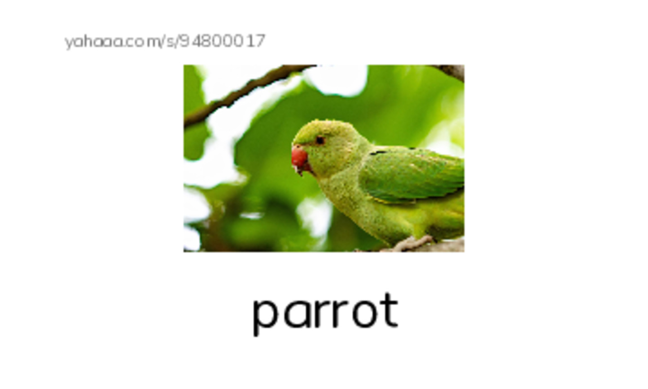 Birds Names (1) PDF index cards with images