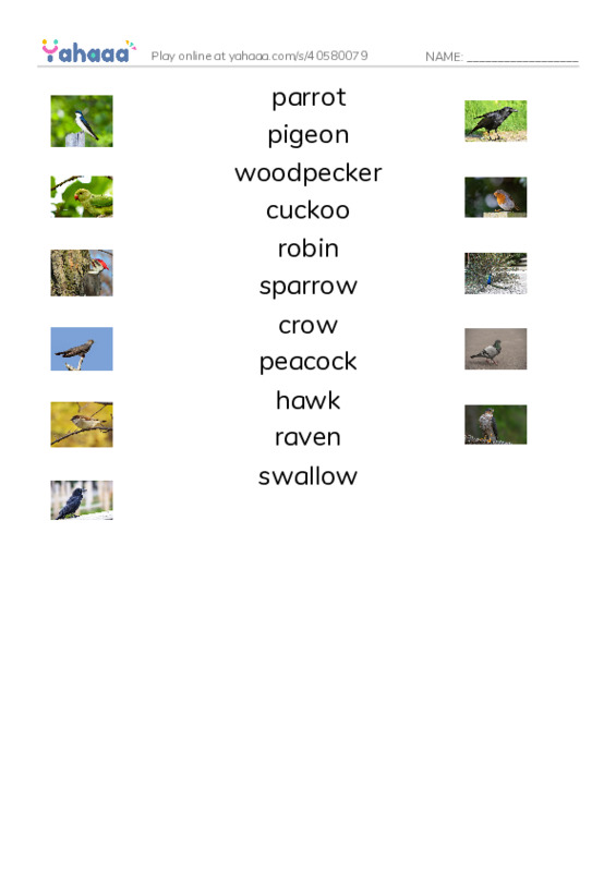 Birds Names (1) PDF three columns match words