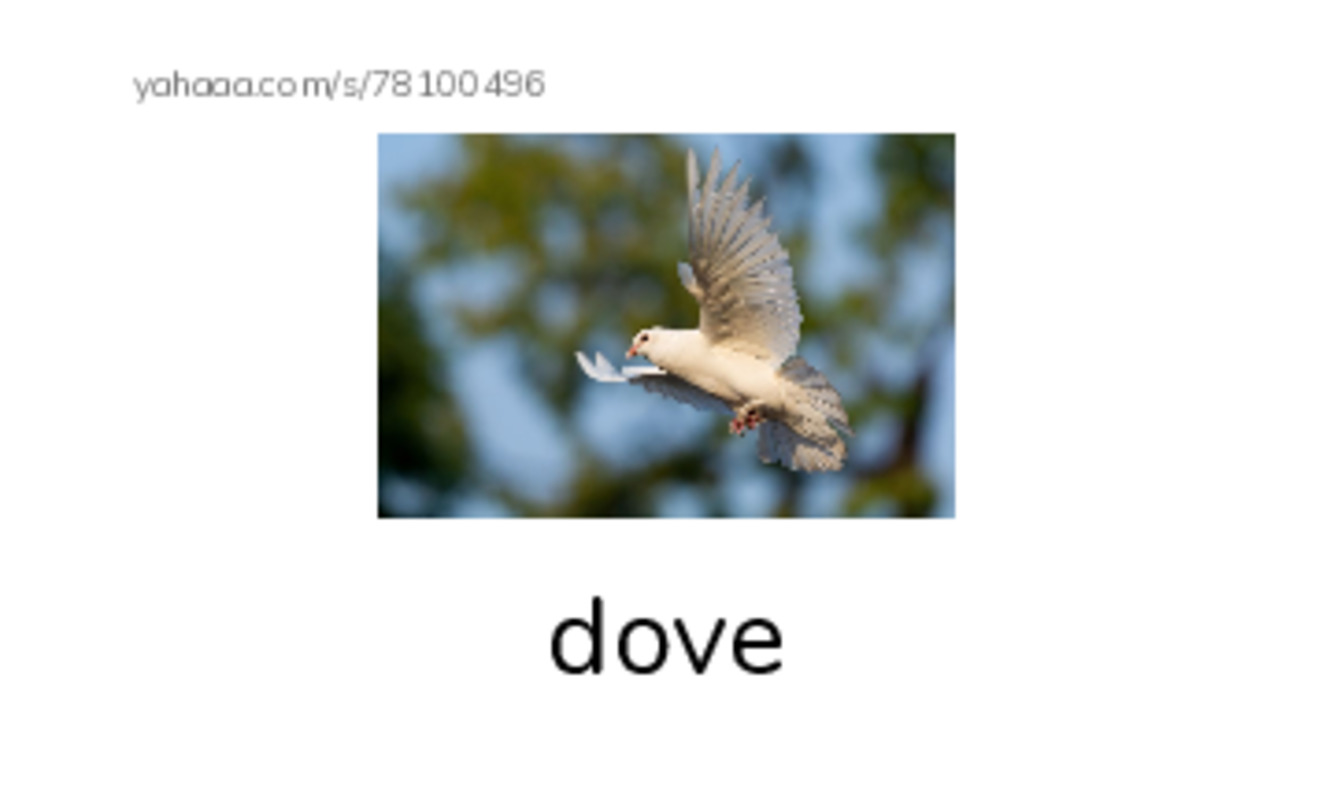 Birds Names (2) PDF index cards with images