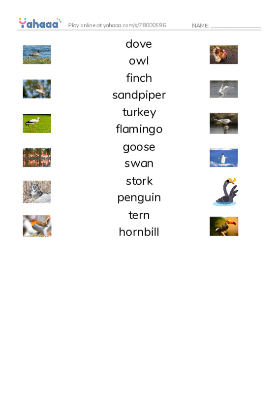 Birds Names (2) PDF three columns match words