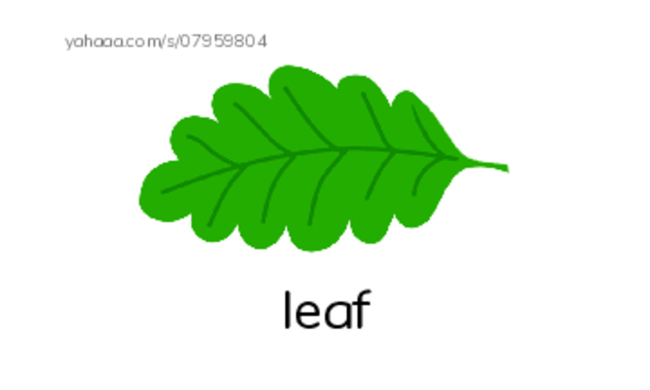 1000 basic English words: L 2 PDF index cards with images
