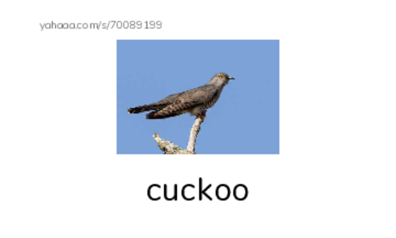 Common Nouns in English: birds 2 PDF index cards with images
