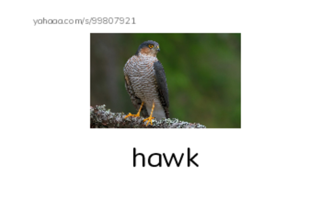 Common Nouns in English: birds 3 PDF index cards with images