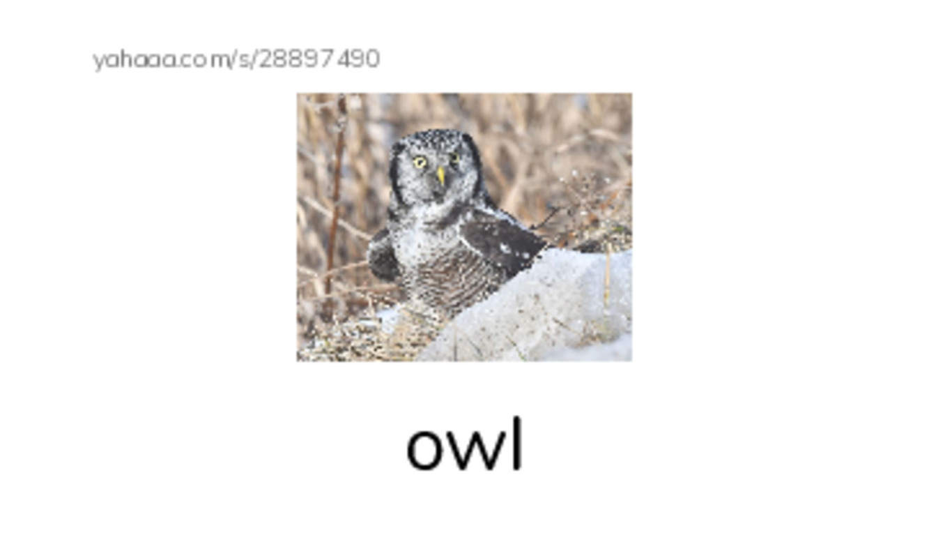 Common Nouns in English: birds 4 PDF index cards with images