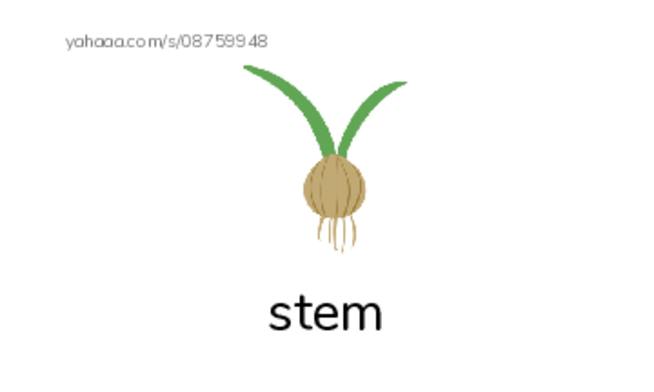 Common Nouns in English: music theory 5 PDF index cards with images