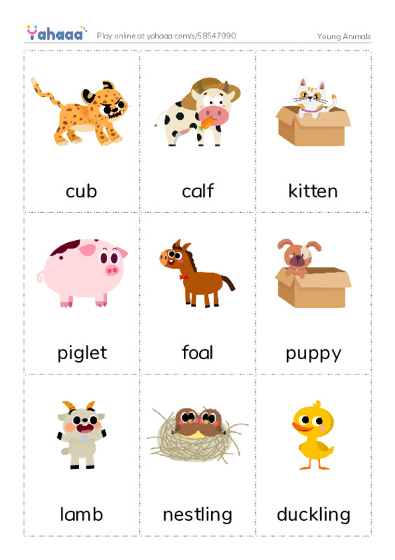 Young Animals PDF flaschards with images