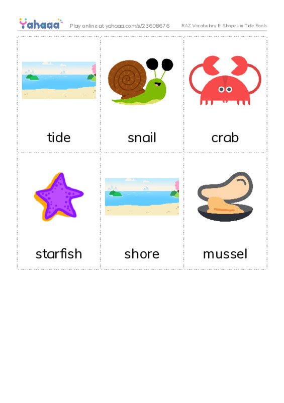 RAZ Vocabulary E: Shapes in Tide Pools PDF flaschards with images
