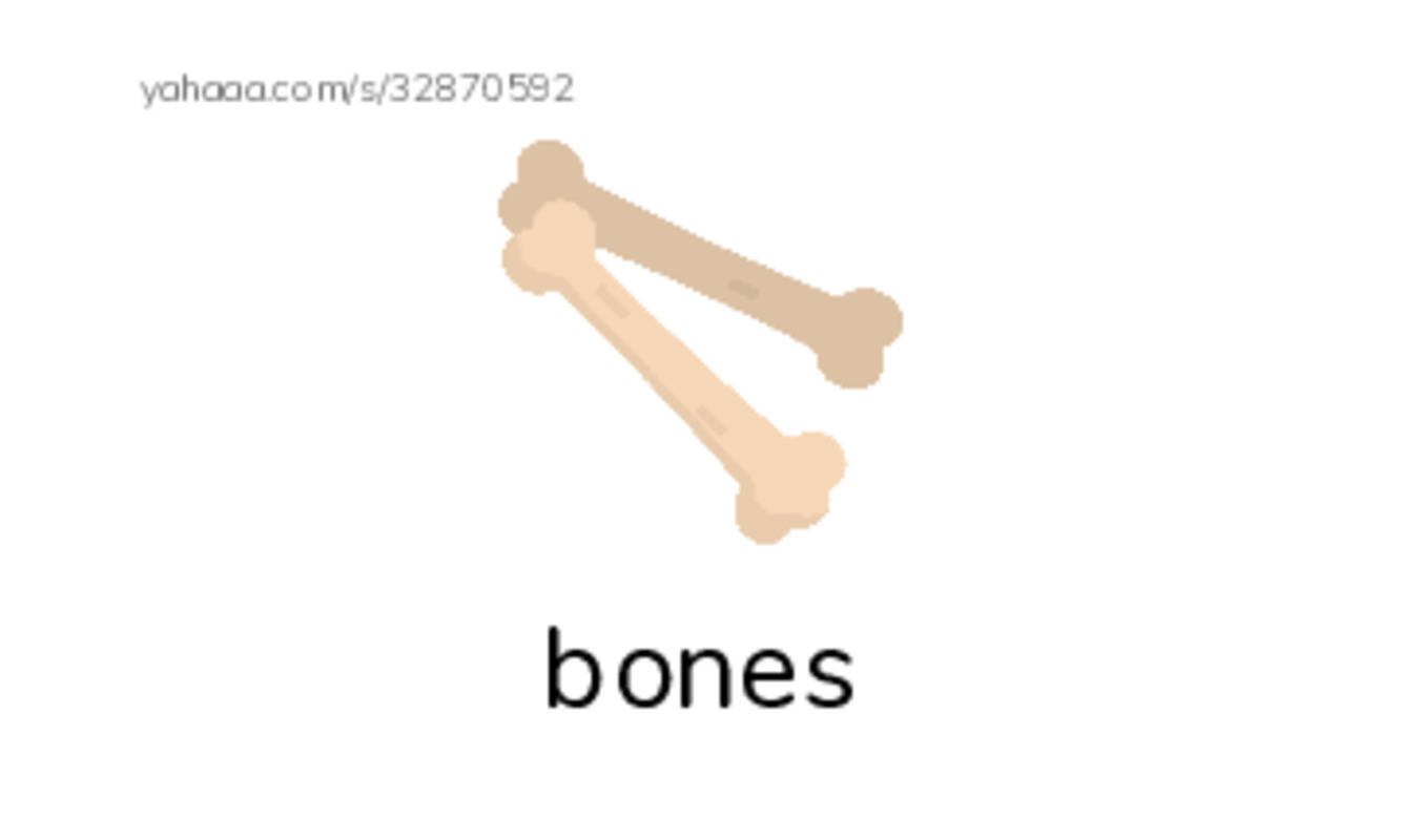 RAZ Vocabulary J: Animal Skeletons PDF index cards with images