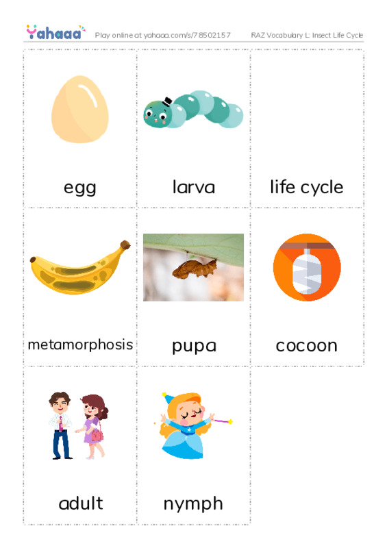 RAZ Vocabulary L: Insect Life Cycle PDF flaschards with images