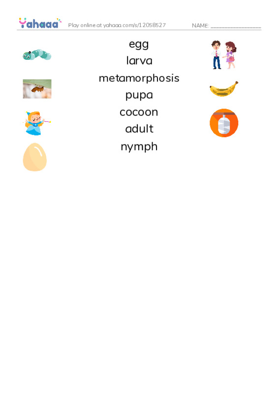 RAZ Vocabulary L: Insect Life Cycle PDF three columns match words