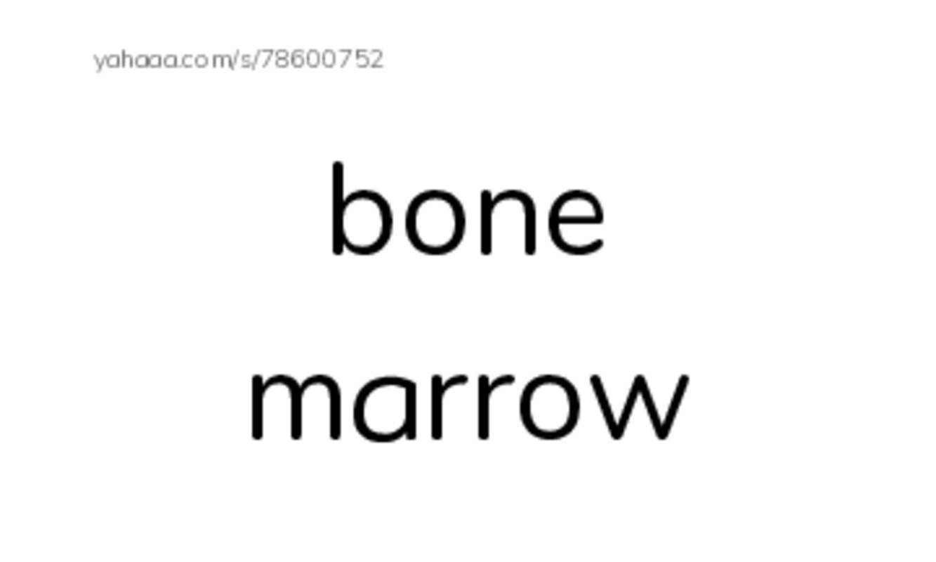 RAZ Vocabulary R: The Hard Stuff All About Bones PDF index cards with images