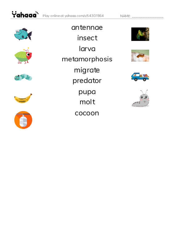 RAZ Vocabulary S: Butterflies and Moths PDF three columns match words