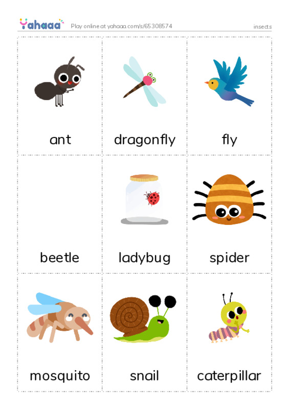 insects PDF flaschards with images