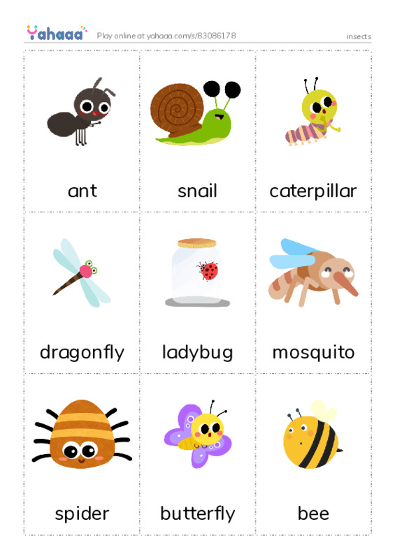 insects PDF flaschards with images