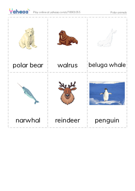 Polar animals  PDF flaschards with images