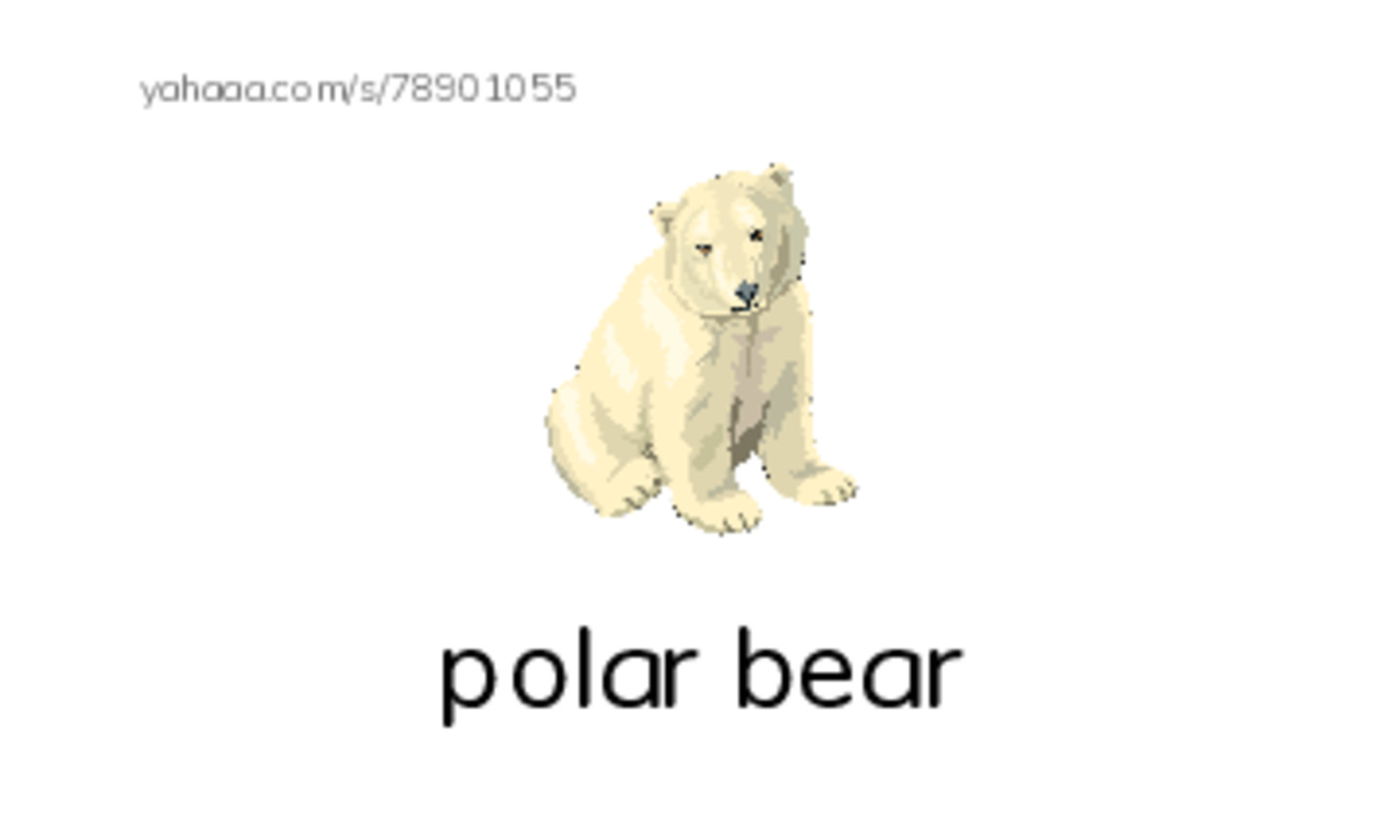 Polar animals  PDF index cards with images