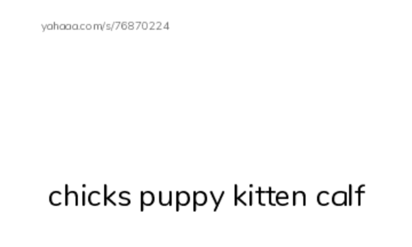 Index cards with pictures worksheet for chicks puppy kitten calf