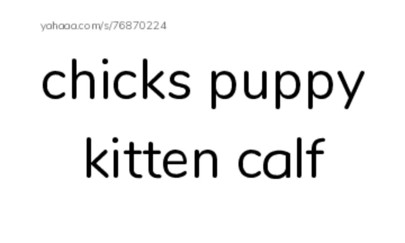 Index cards, words only worksheet for chicks puppy kitten calf