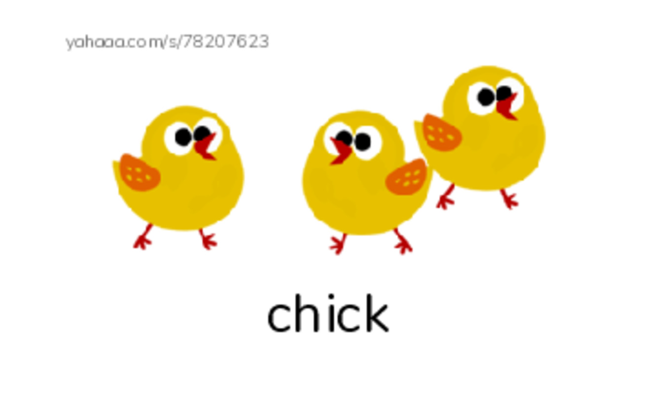 Index cards with pictures worksheet for chick, kitten, puppy and 1 more