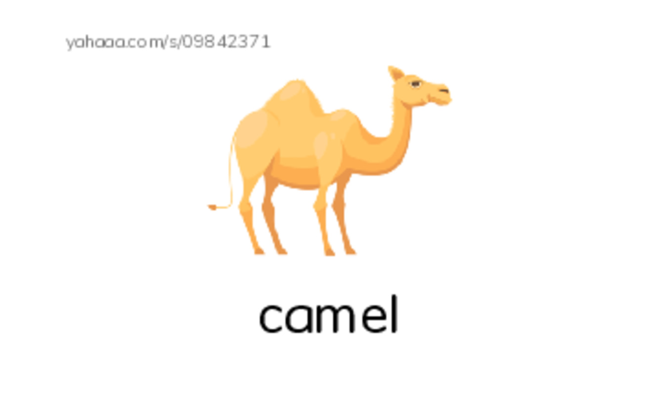 Index cards with pictures worksheet for camel, elephant, elk and 4 more