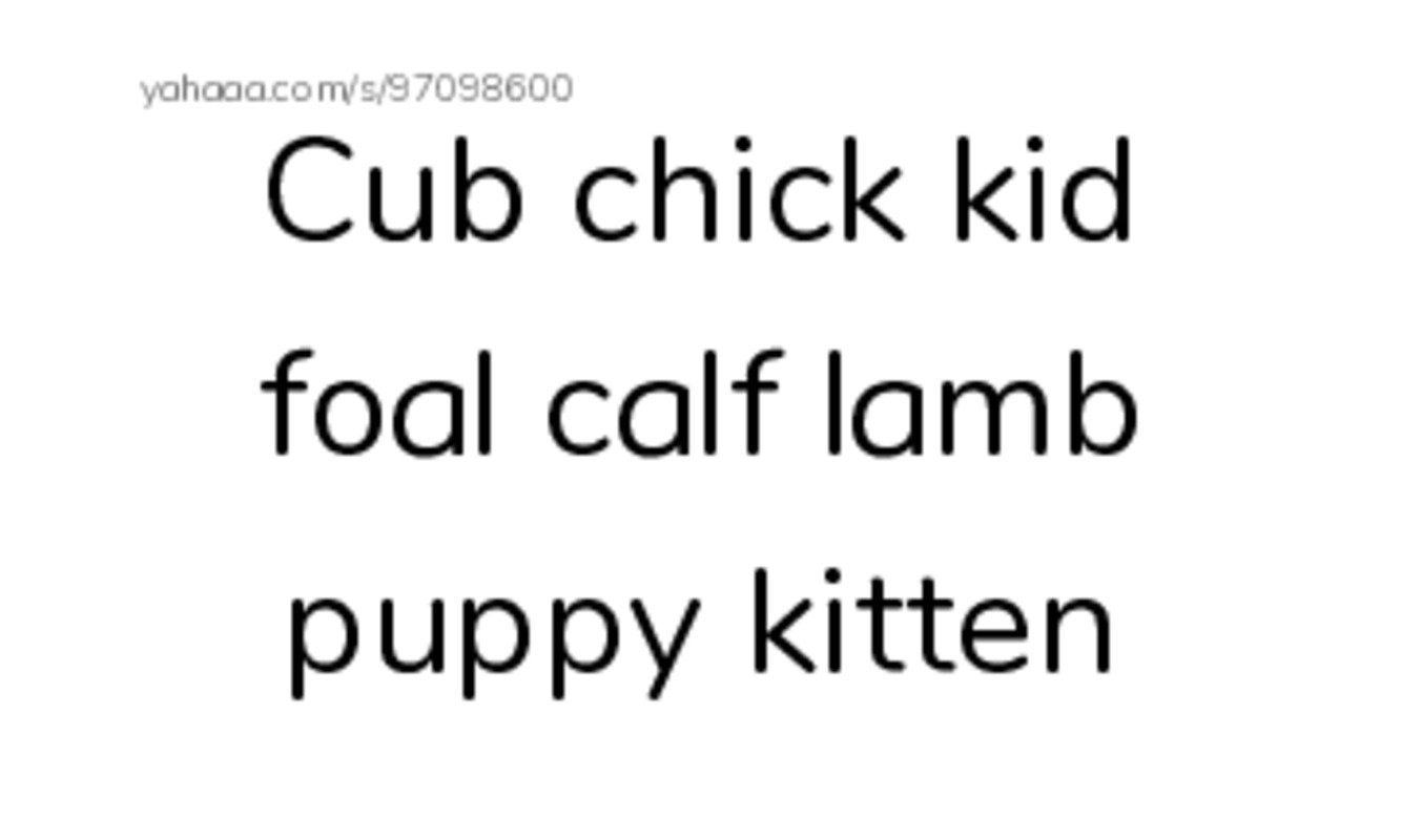 Index cards, words only worksheet for Raz baby animal