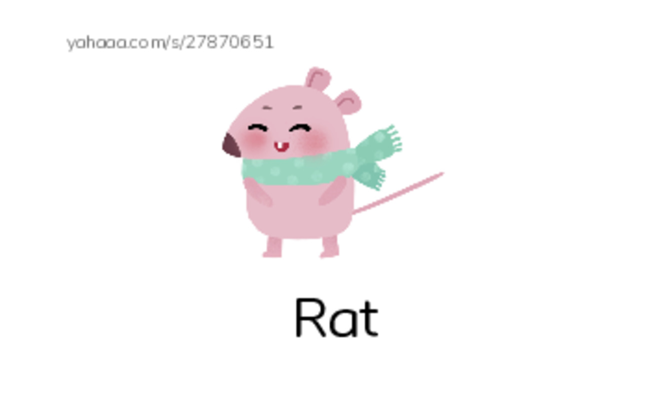 Index cards with pictures worksheet for The pet rats