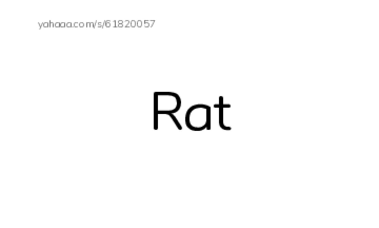 Index cards, words only worksheet for The pet rats