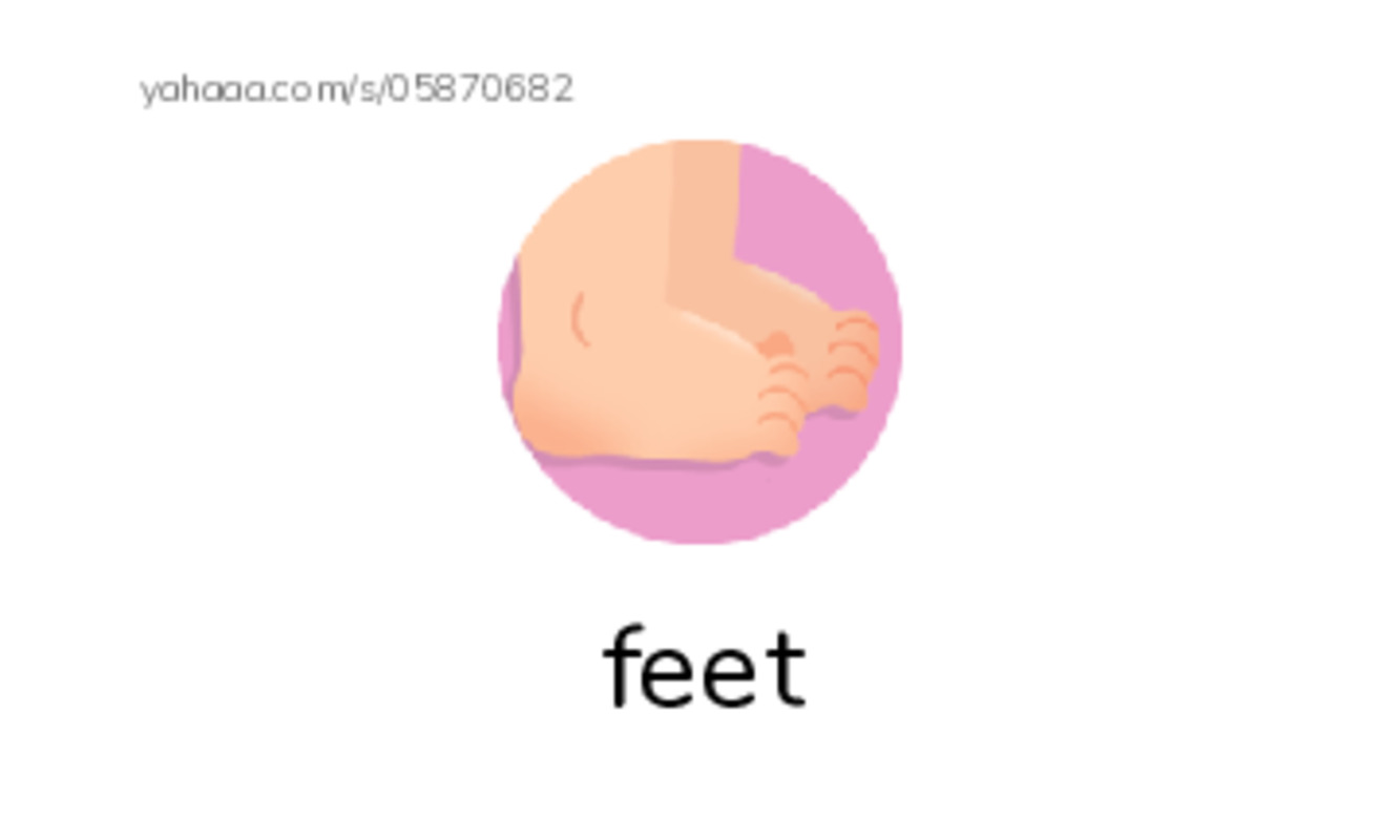 Index cards with pictures worksheet for body