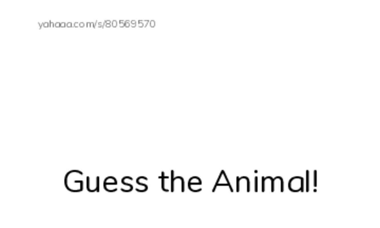 Index cards with pictures worksheet for Guess the Animal!, where, whale and 12 more