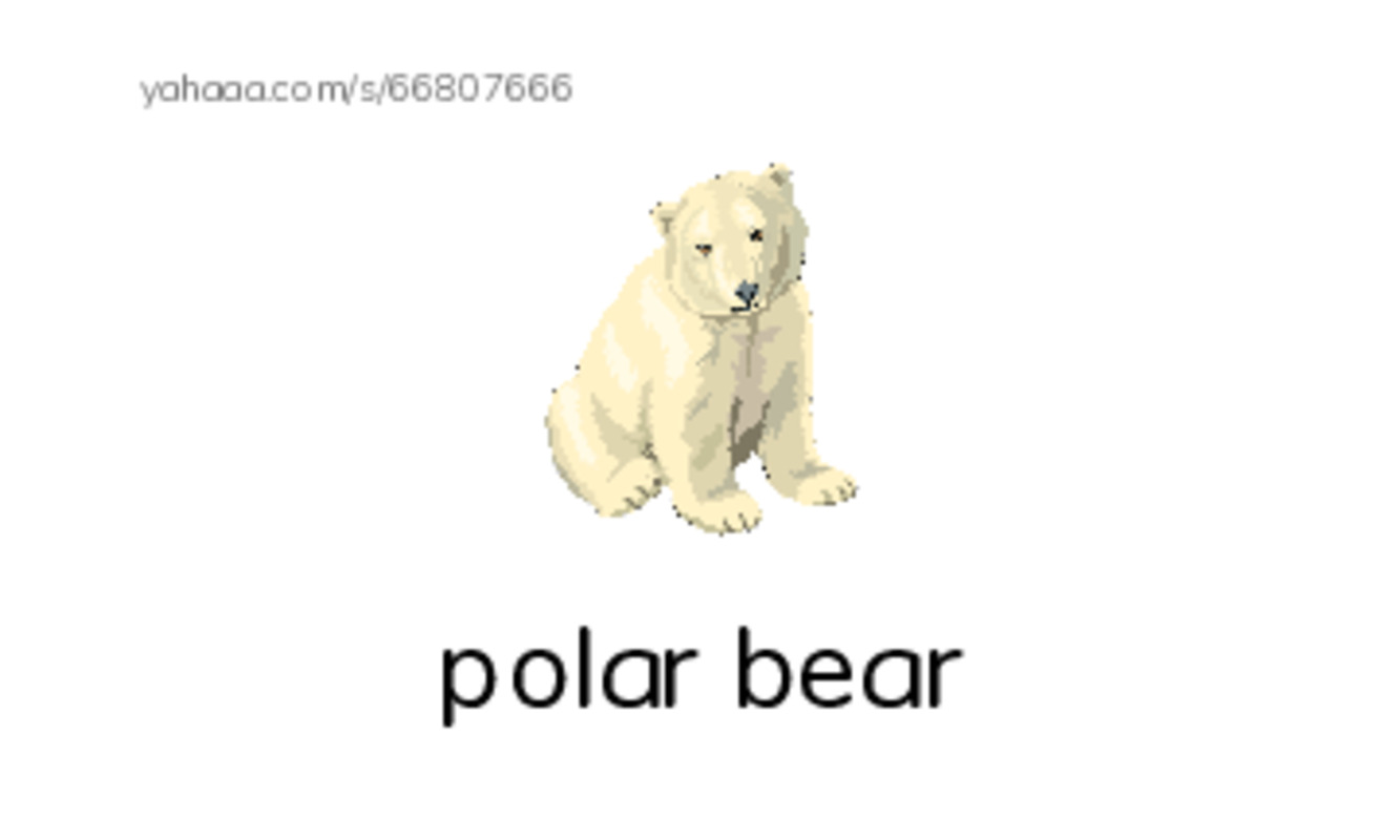 Index cards with pictures worksheet for polar bear