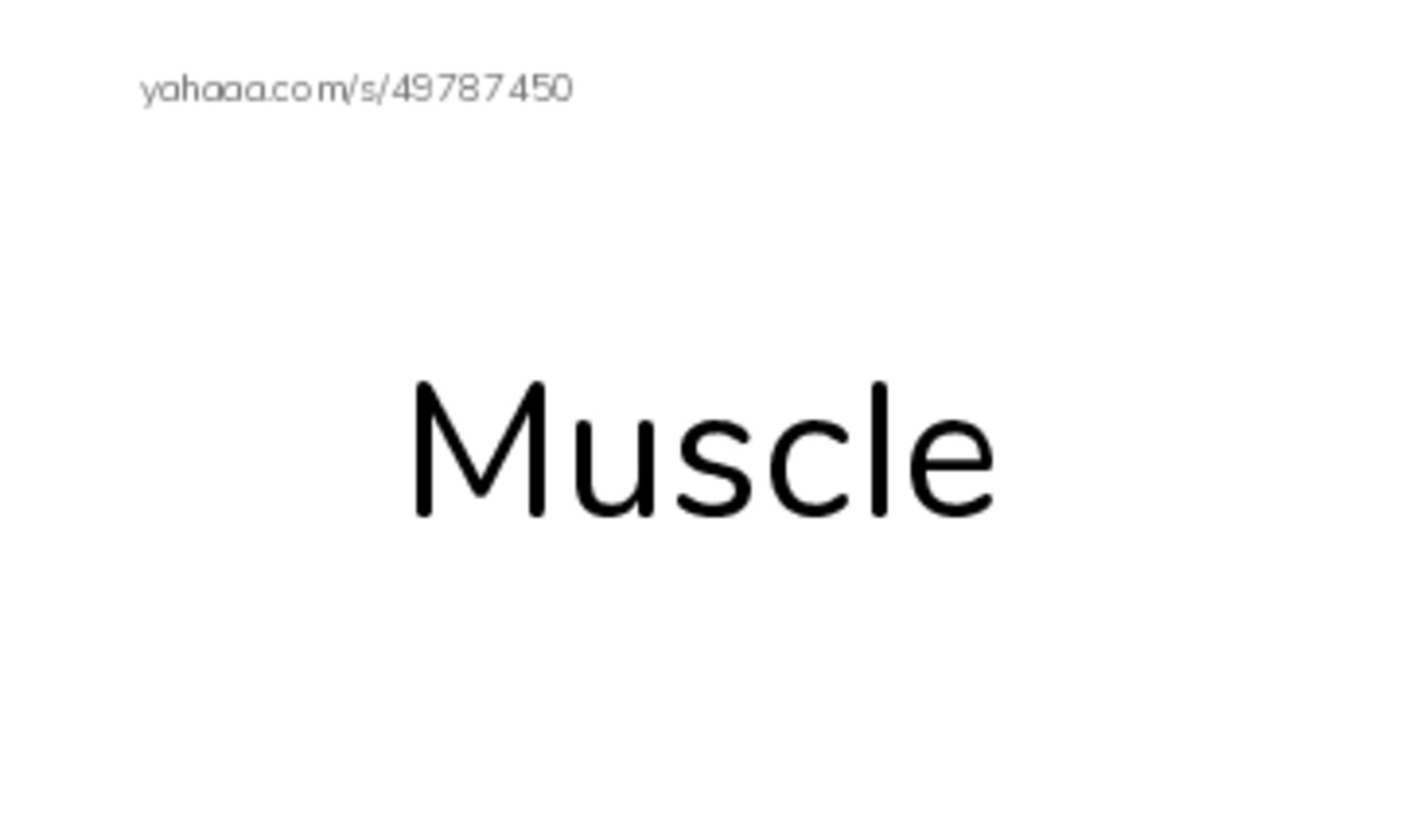 Index cards with pictures worksheet for Muscles razkid level A